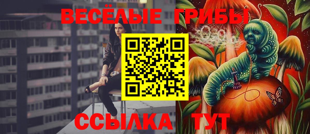 Богданович  как найти   Вход с VPN  Галлюциногенные грибы Psilocybine cubensis 